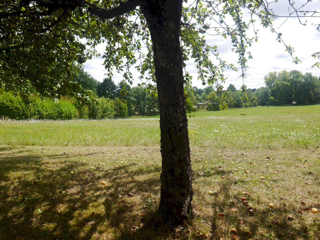 Petite propriété de 4.4 ha - Photo 15 - Rives (Villeréal)
